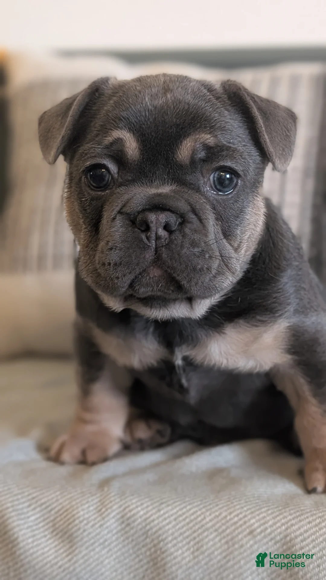French Bulldog dogs for sale: Riley - Ad 9