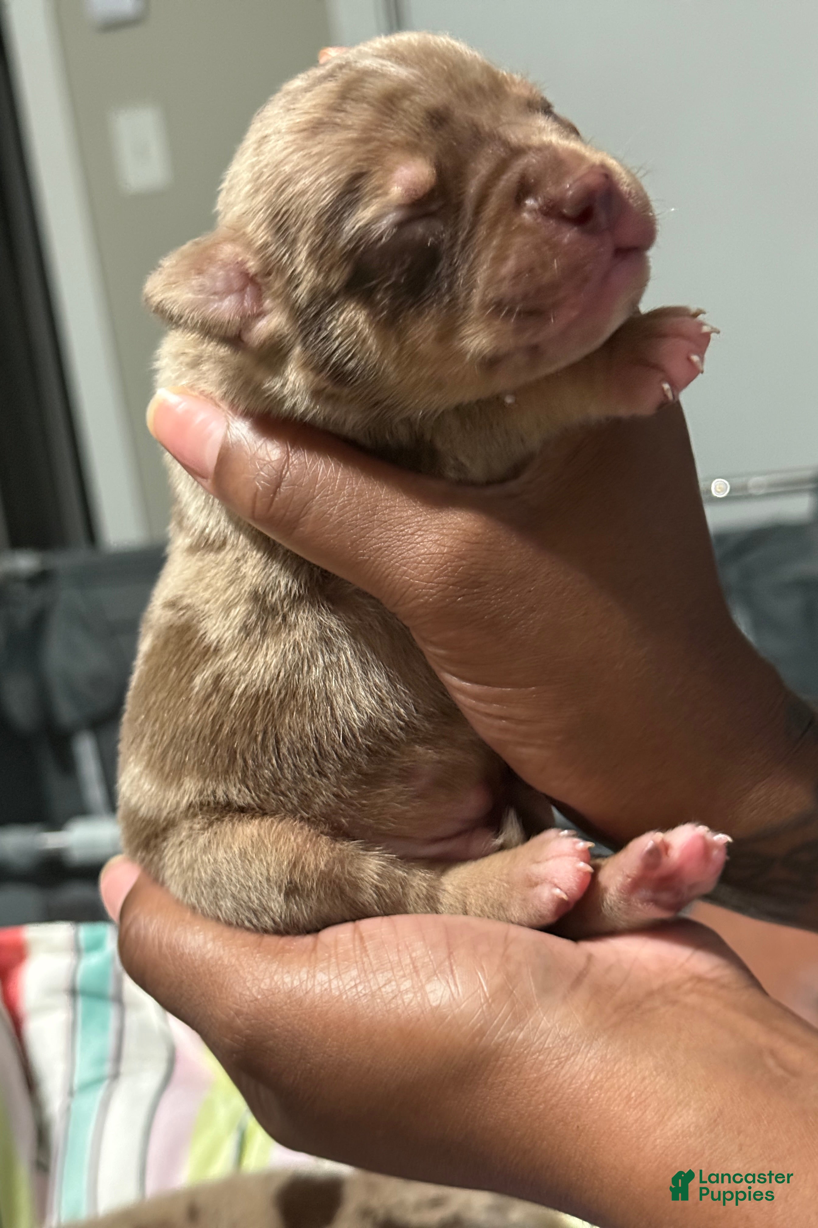 American Bully dogs Louie V - Ad 1