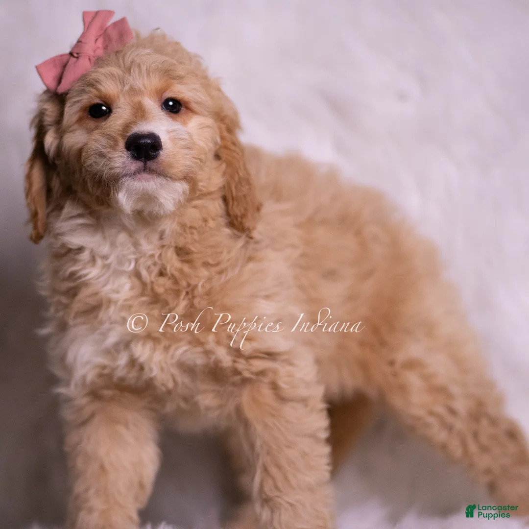 Mini Goldendoodle dogs for sale: Sara - Ad 2