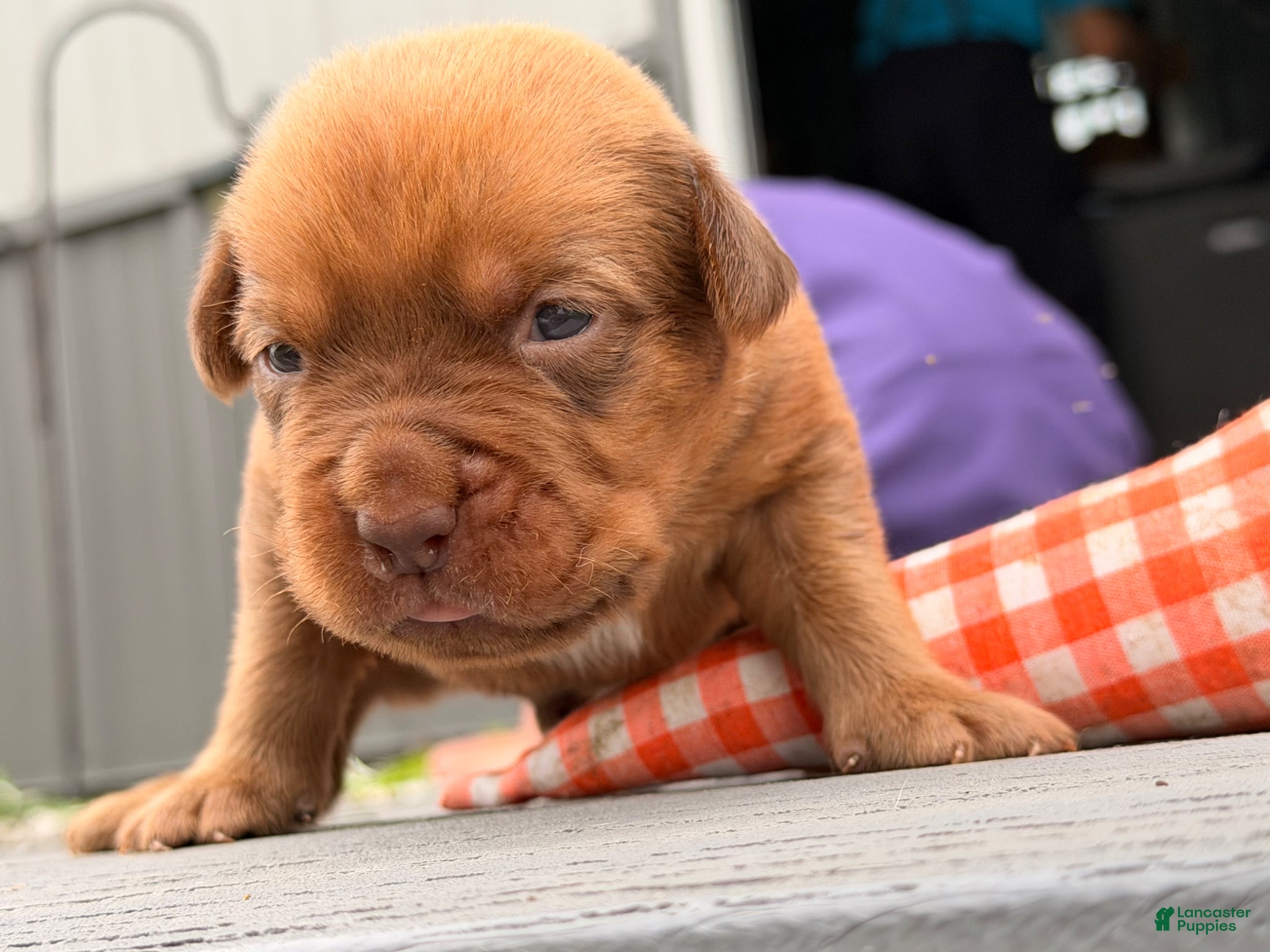 Dogue De Bordeaux dogs for sale: Burkin - Ad 8