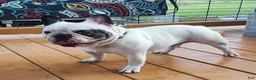 French Bulldog dogs for sale: Mello - Ad 23