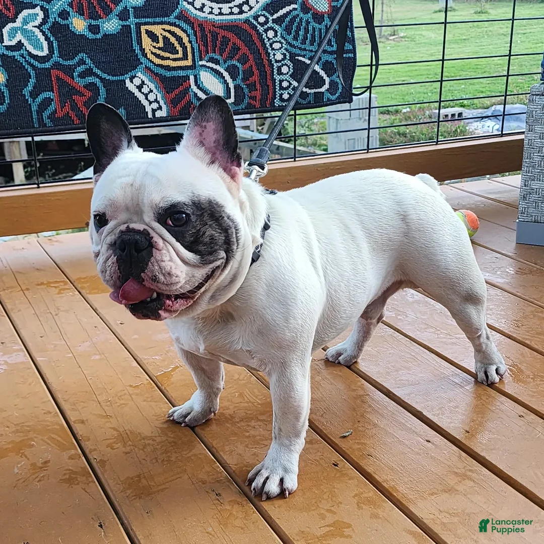 French Bulldog dogs for sale: Mello - Ad 23