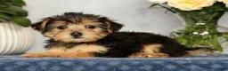 Yorkiepoo dogs for sale: Molly - Ad 4