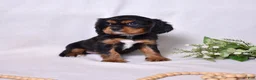 Cavalier King Charles Spaniel dogs for sale: Blaze | Genetically Screened  - Ad 8