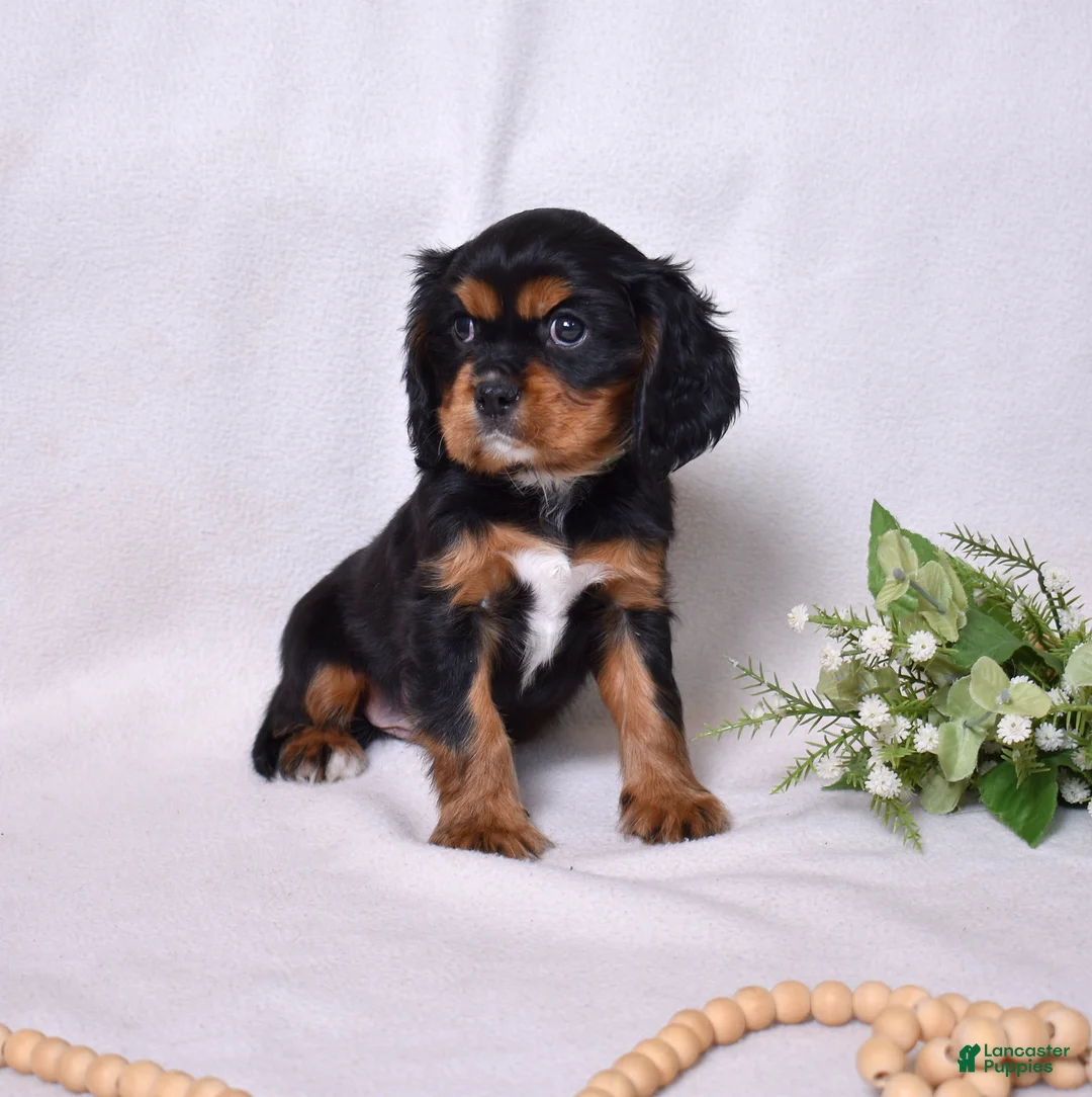 Cavalier King Charles Spaniel dogs for sale: Blaze | Genetically Screened  - Ad 8