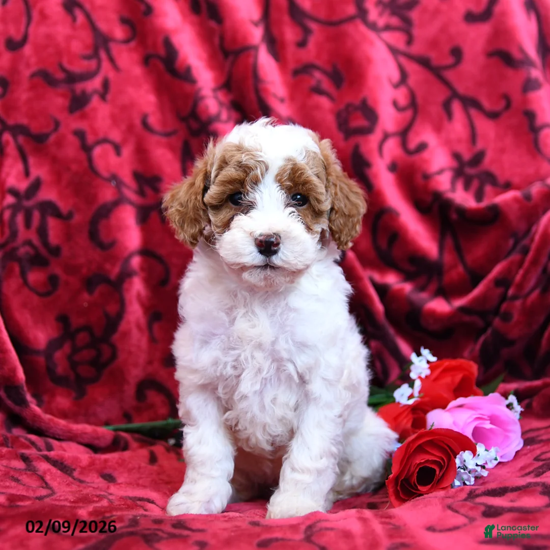 Toy Poodle dogs for sale: Hearts - Ad 1