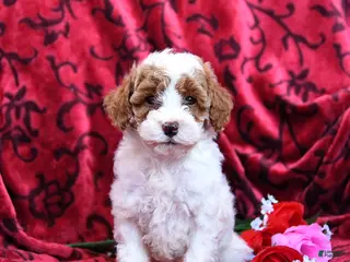 Toy Poodle dogs Hearts - Ad 22