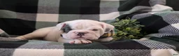 English Bulldog dogs for sale: Talbot - Ad 9