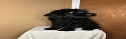 Giant Schnauzer dogs for sale: Mouse - Ad 6