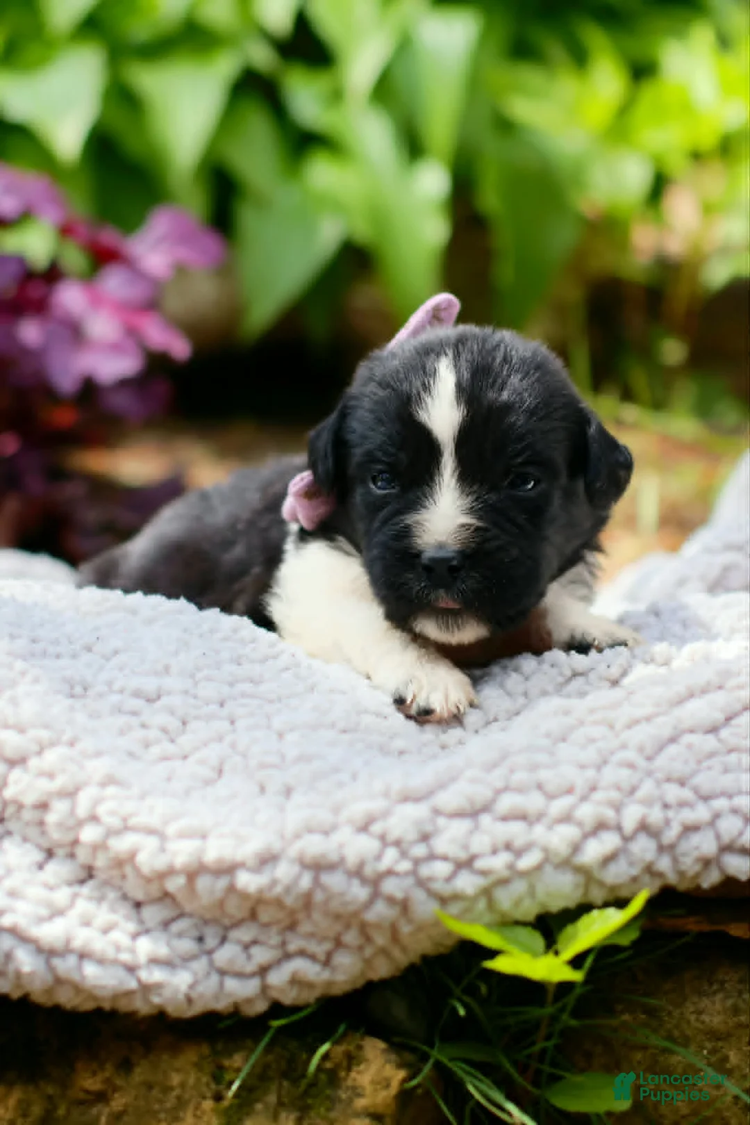 Newfoundland dogs for sale: Boo - Ad 20