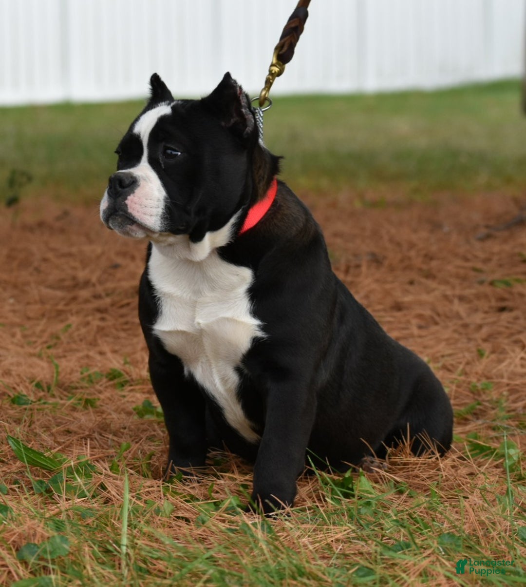 Mixed Breed dogs for sale: Prettia bully bulldog hybrid  - Ad 21