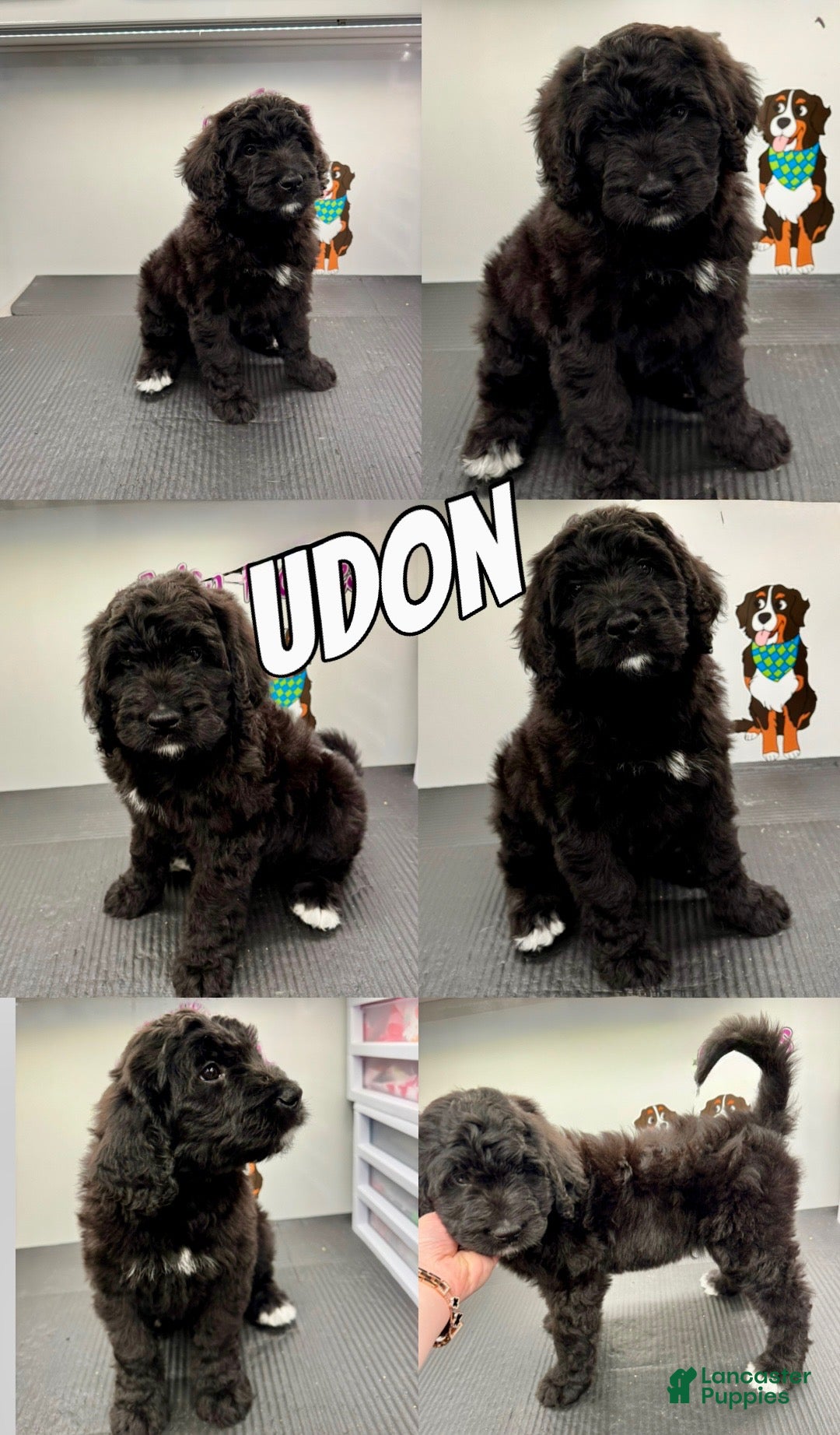 Bernedoodle dogs Bernedoodle Puppy 3 - Ad 34