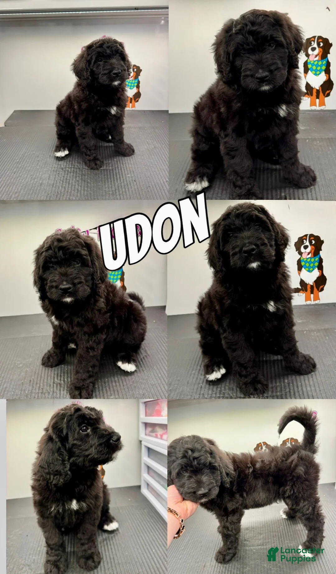 Bernedoodle dogs for sale: Bernedoodle Puppy 3 - Ad 1