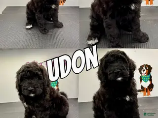 Bernedoodle dogs Bernedoodle Puppy 3 - Ad 14