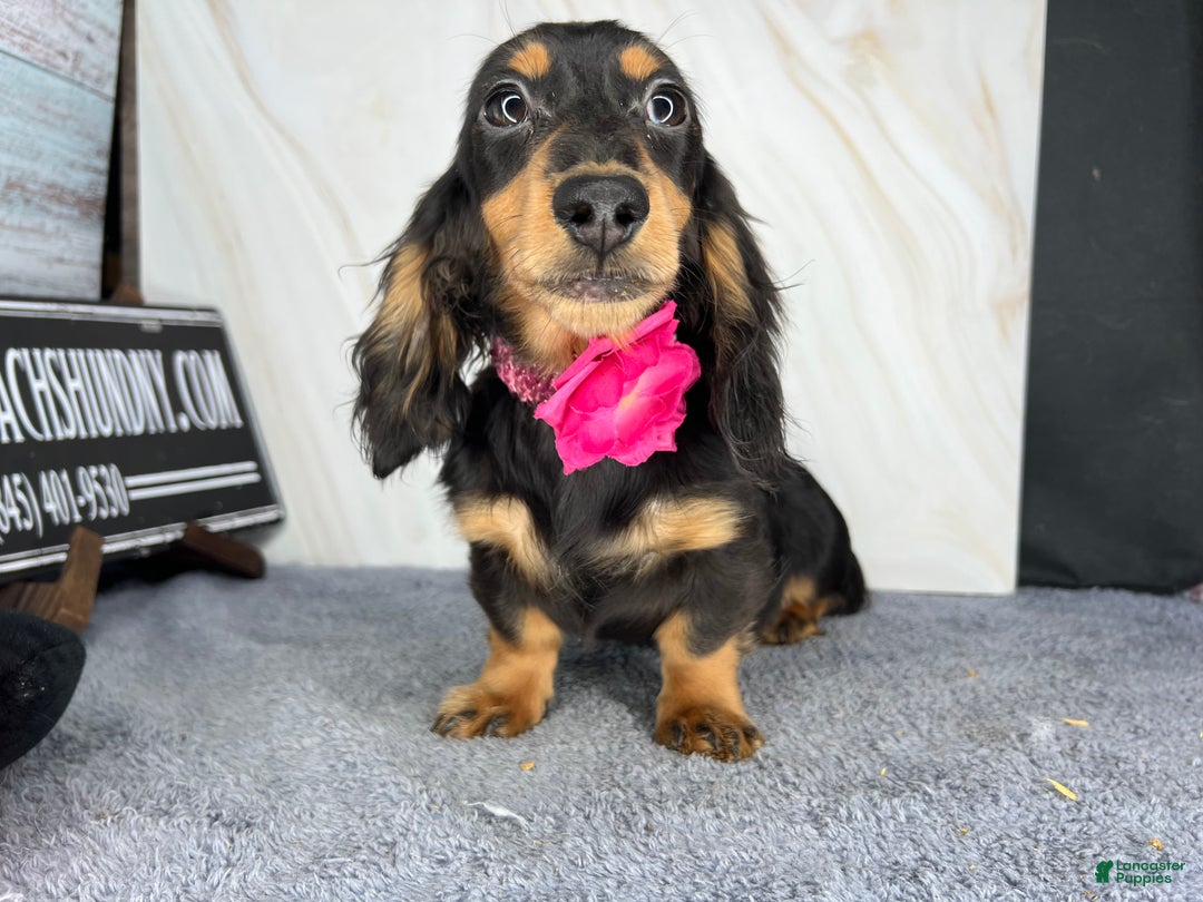 Miniature Dachshund dogs for sale: Ch imports - Ad 3