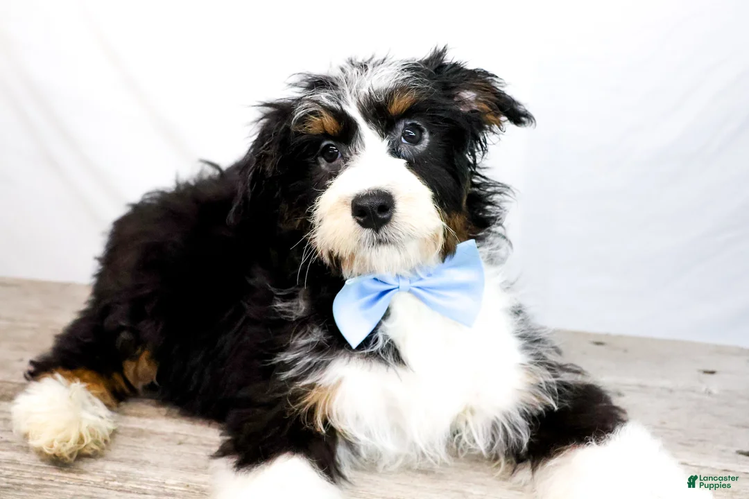 Bernedoodle dogs for sale: ROCKY - Ad 1