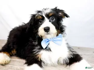 Bernedoodle dogs ROCKY - Ad 6