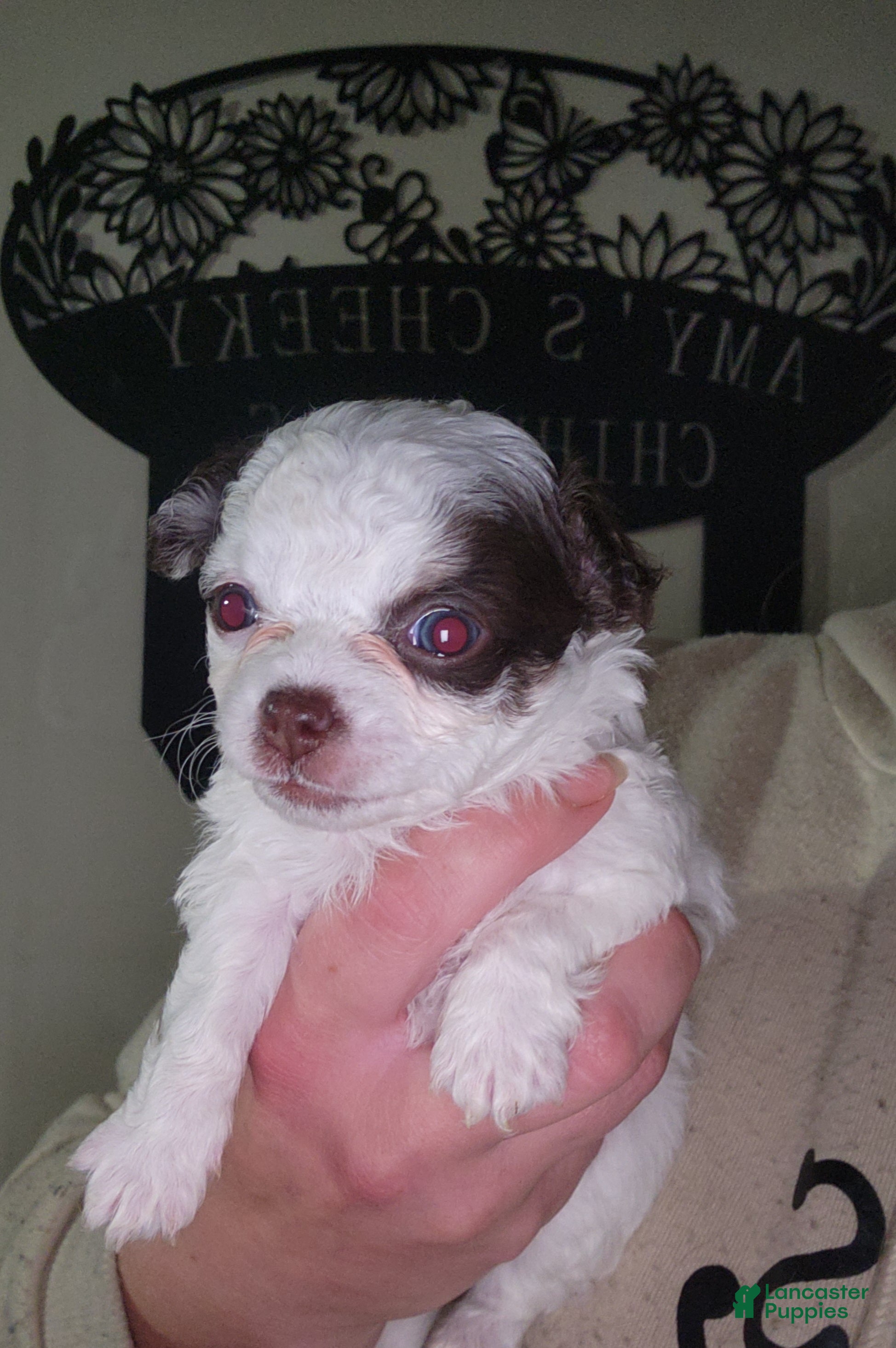 Chihuahua dogs Macadamia - Ad 34