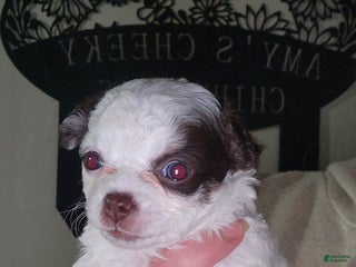 Chihuahua dogs for sale: Macadamia - Ad 2