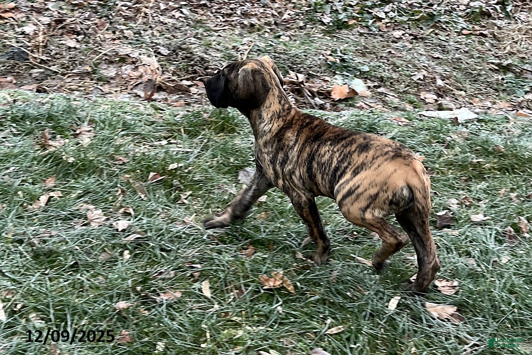 Great Dane dogs for sale: Bandit - Ad 2