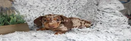 Dachshund dogs for sale: HARPER - Ad 3