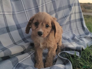 Cavapoo dogs - Ad 36