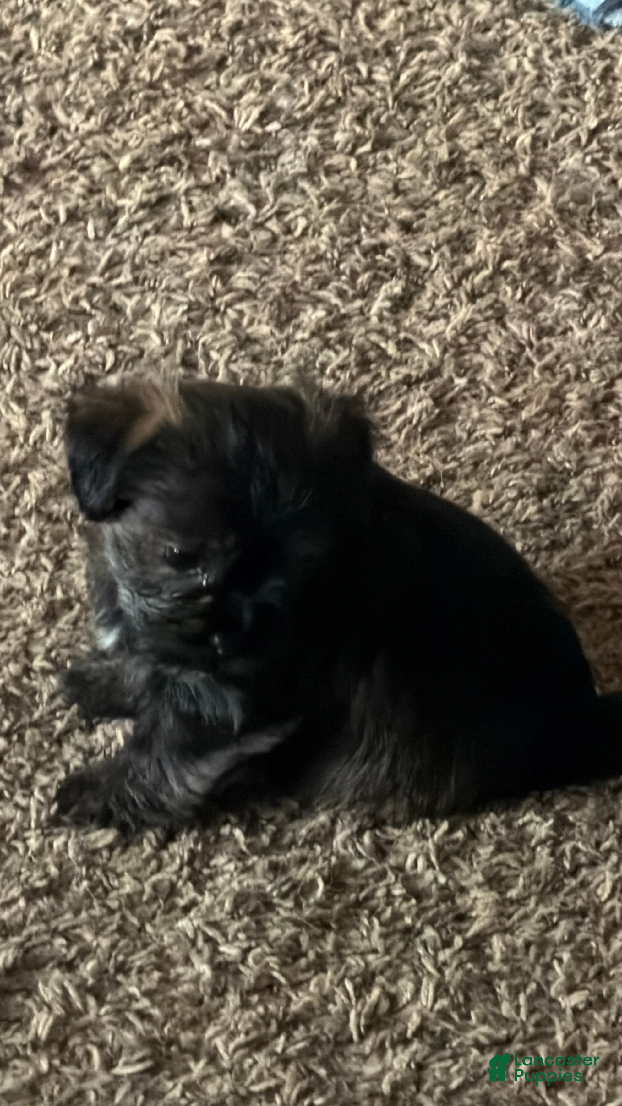 Shorkie dogs Lola - Ad 26