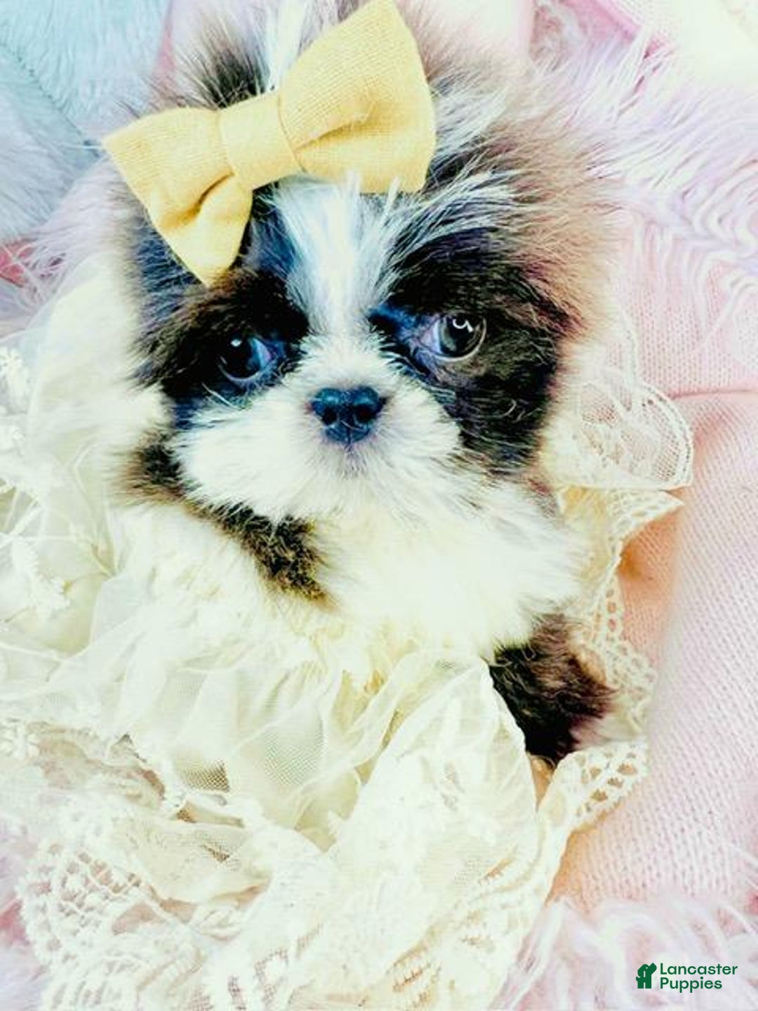 Shih Tzu dogs for sale: Tiny Shih Tzu Puppy  I can HAND deliver. - Ad 3