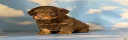 Doxiepoo dogs for sale: Hershey kiss  - Ad 2