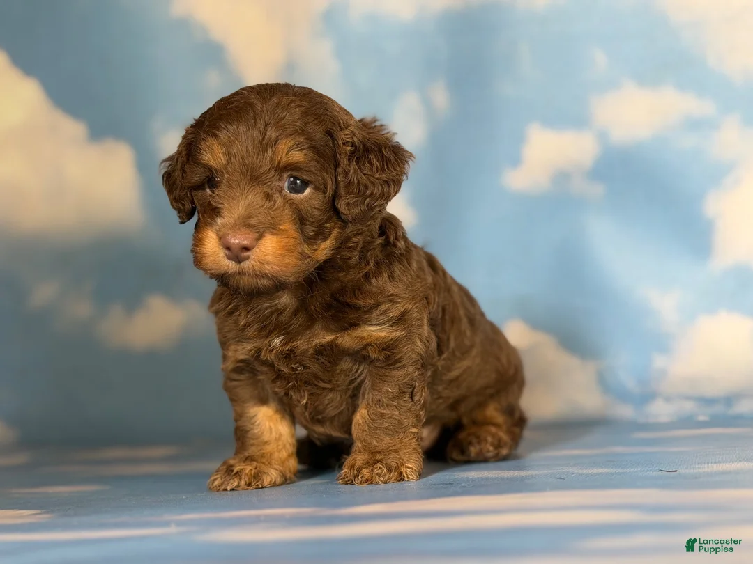 Doxiepoo dogs for sale: Hershey kiss  - Ad 2