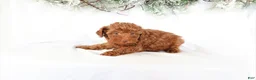 Miniature Poodle dogs for sale: Cooper - Ad 2