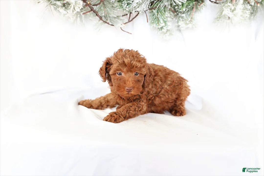 Miniature Poodle dogs for sale: Cooper - Ad 2