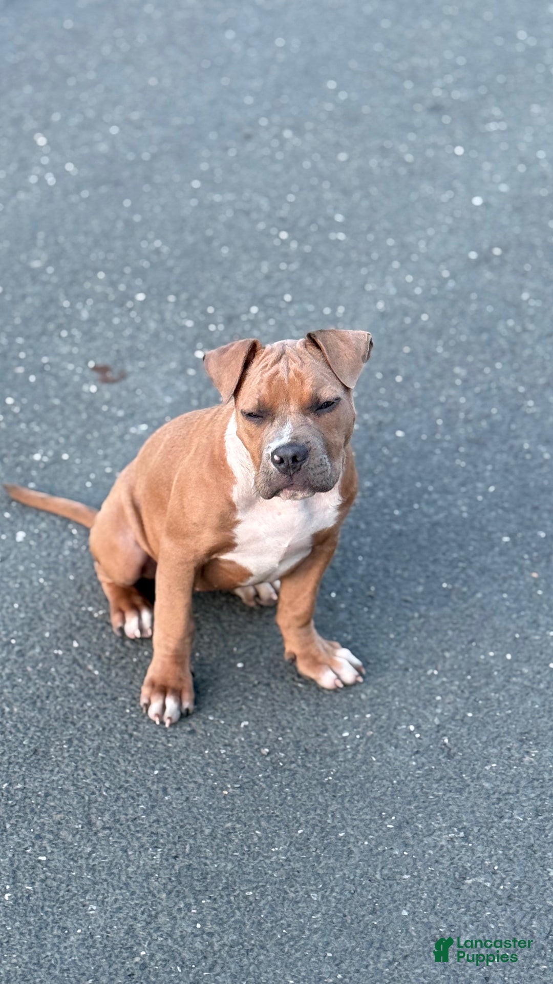 American Bully dogs for sale: Fonzo  - Ad 3