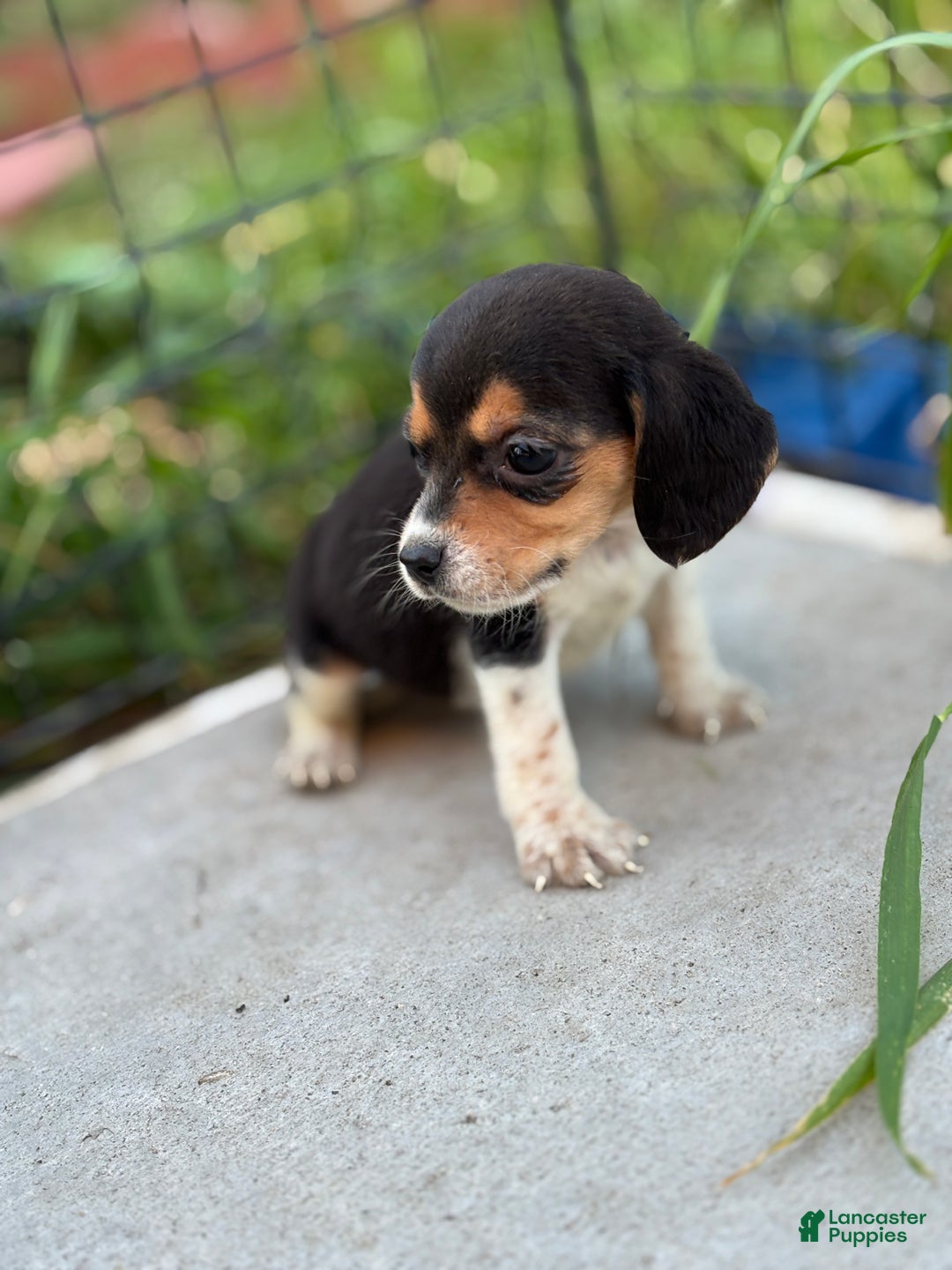 Beagle dogs for sale: August - Ad 6