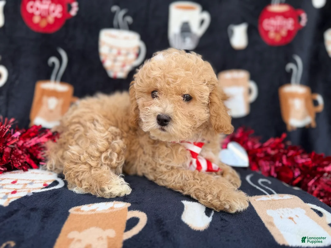 Bichpoo dogs for sale: Zane - Ad 2