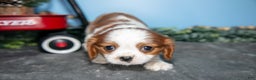Cavalier King Charles Spaniel dogs for sale: Stella - Ad 2