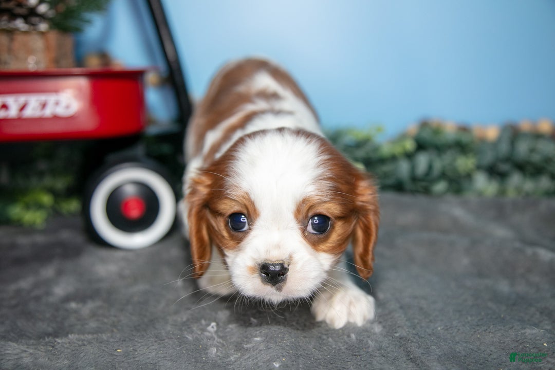 Cavalier King Charles Spaniel dogs for sale: Stella - Ad 2
