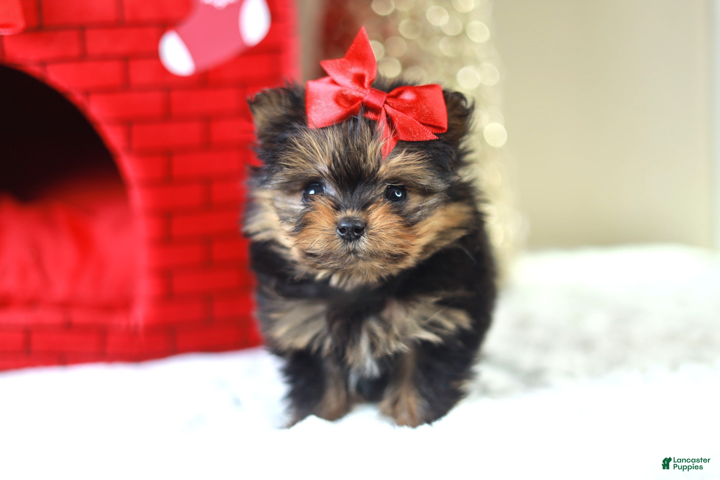 Mixed Breed dogs jESSICA YORKIE-POM - Ad 2