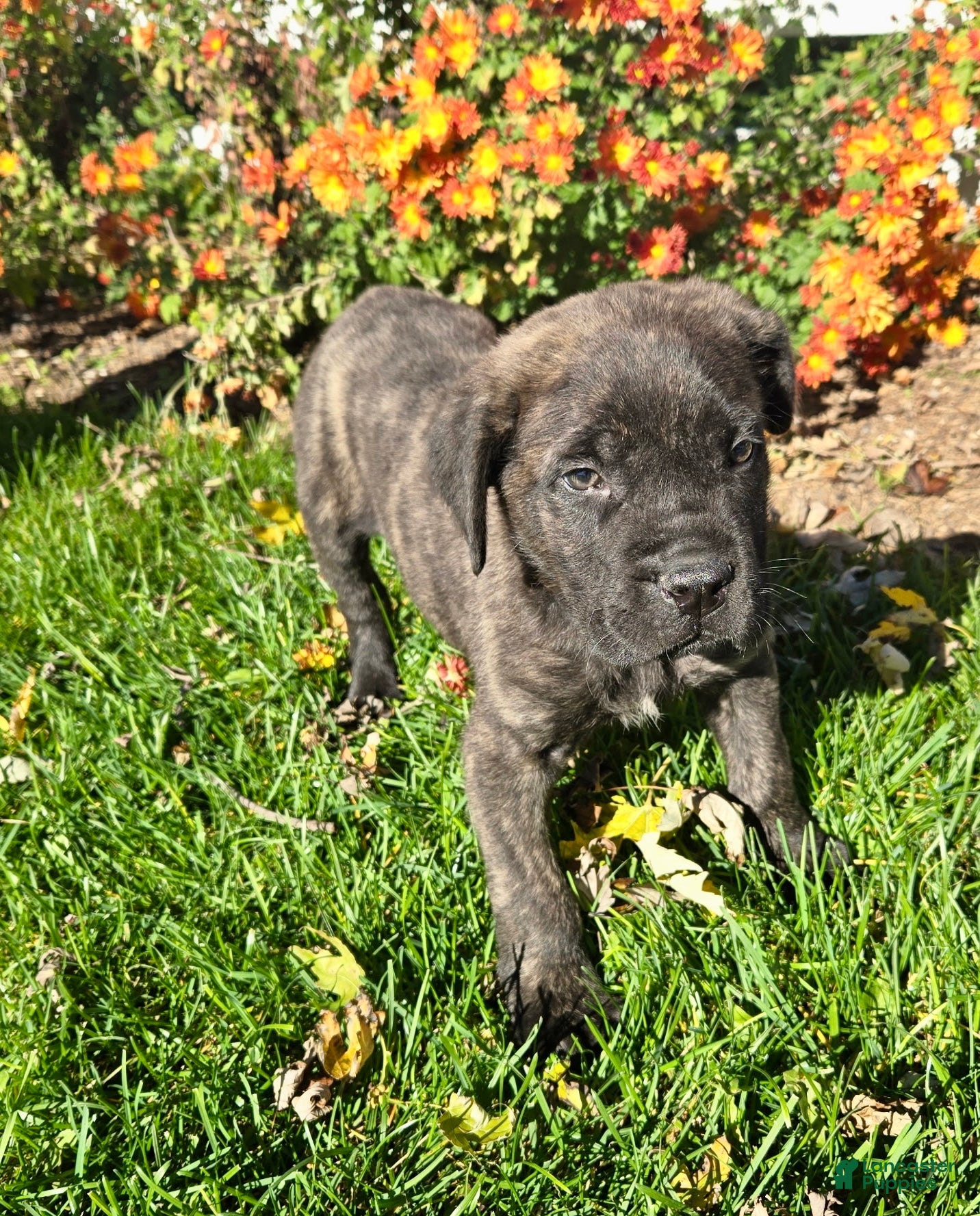 English Mastiff dogs for sale: Dill❤️AKC ready to go home today  - Ad 17