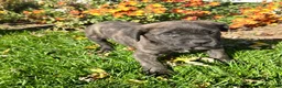 English Mastiff dogs for sale: Dill❤️AKC ready to go home today  - Ad 1