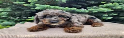 Mini Bernedoodle dogs for sale: Leasha - Ad 11