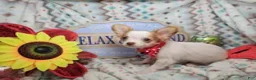 Chihuahua dogs for sale: Crickette  (Long-Haired) (4.5 lbs adult) - Ad 4