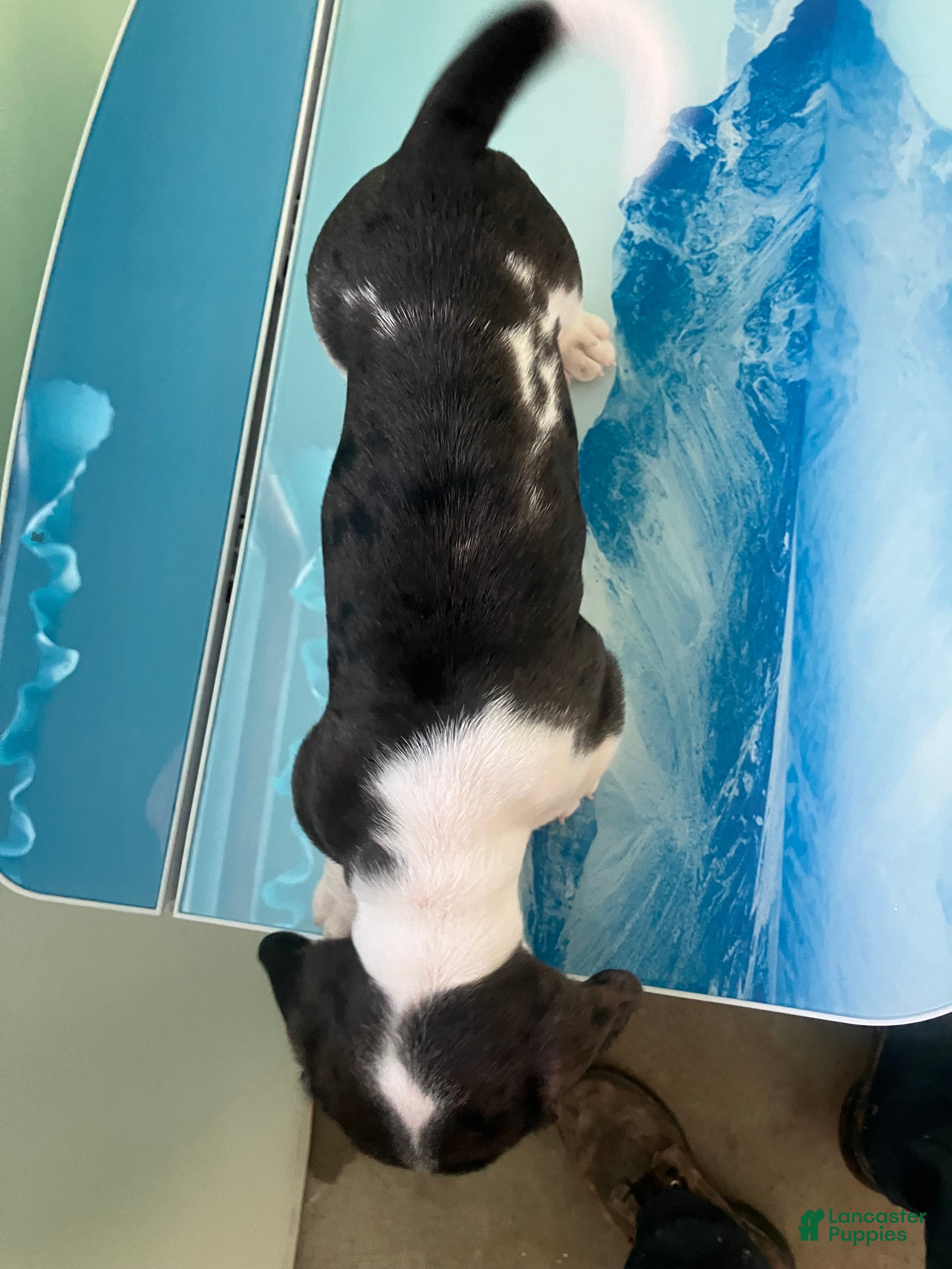 Miniature Dachshund dogs Akc Laura - Ad 29