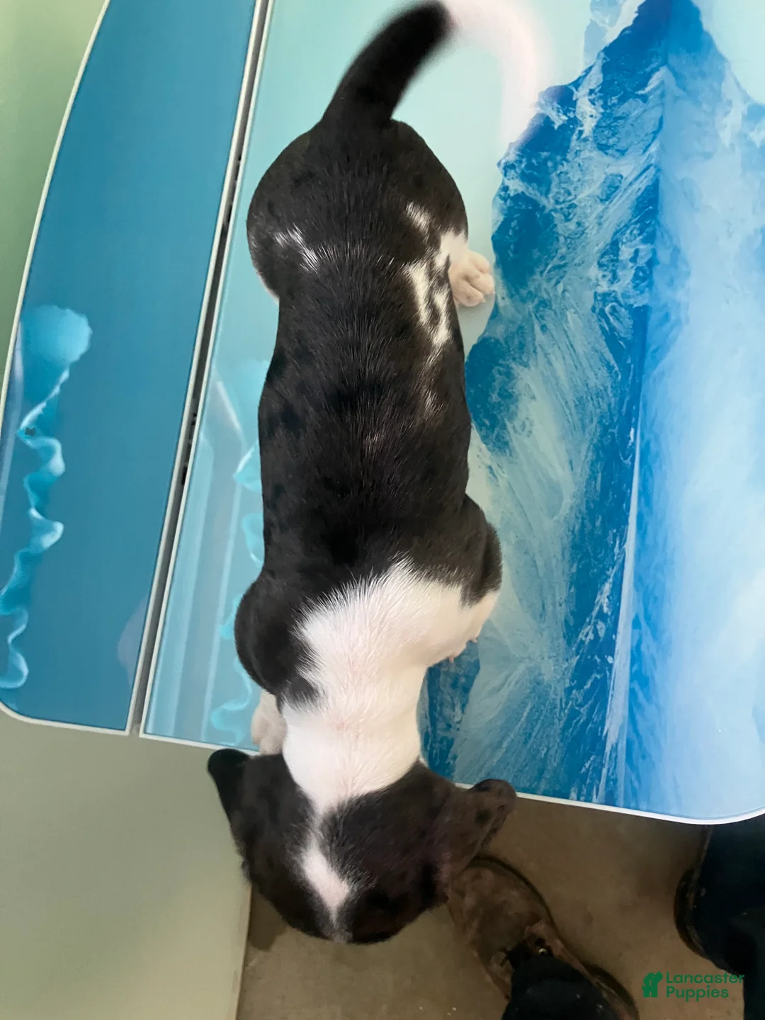 Miniature Dachshund dogs for sale: Akc Laura - Ad 2