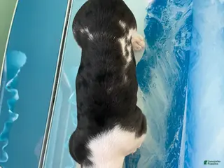 Miniature Dachshund dogs Akc Laura - Ad 29