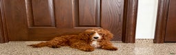 Cavapoo dogs for sale: Davey F1 - Ad 8