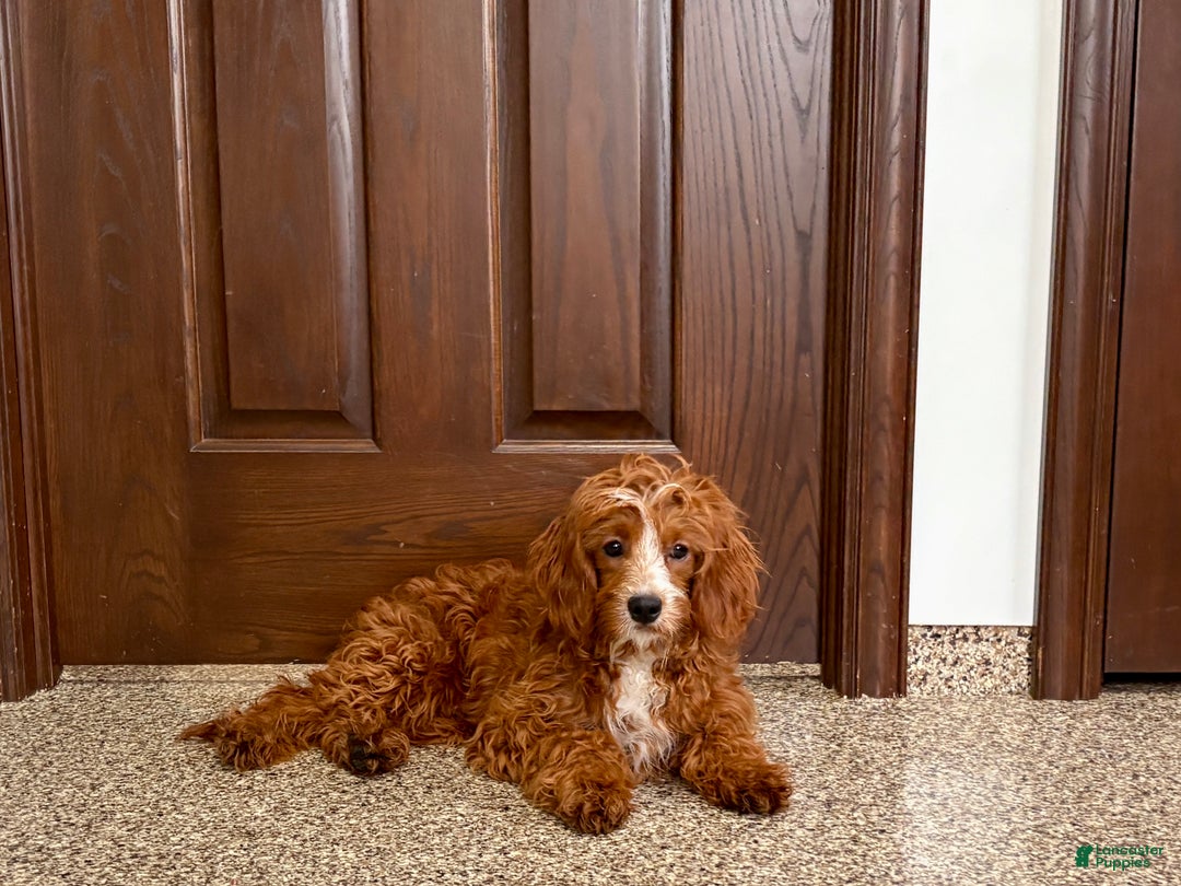 Cavapoo dogs for sale: Davey F1 - Ad 8