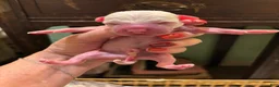 Chihuahua dogs for sale: Pigglett - Ad 3