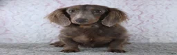 Miniature Dachshund dogs for sale: Lyle - Ad 4