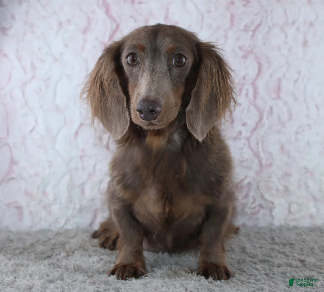 Miniature Dachshund dogs for sale: Logan - Ad 2